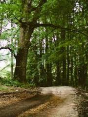 King of Nine Profoun