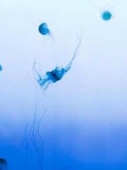 Saintly Gate Venerab